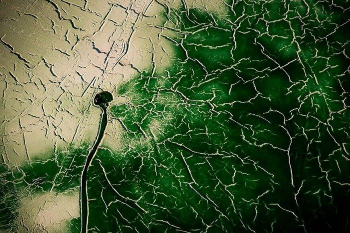 Айя Окава - фотограф, который ищет формы мира