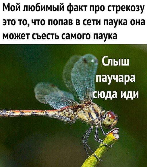 Баянисто-небаянистый юмор