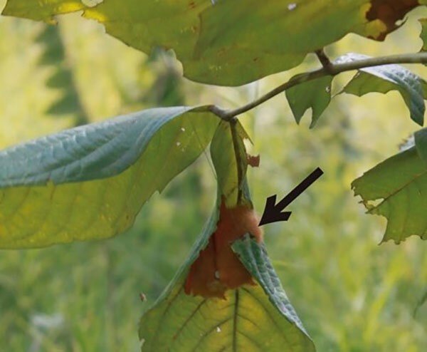 Украшенный гладконос: 5 граммов ярости. Крошечная летучая мышь размером с бабочку