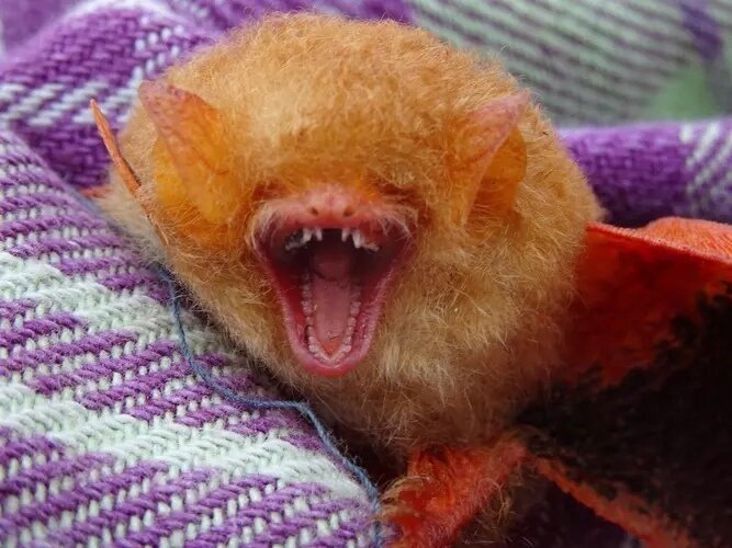 Украшенный гладконос: 5 граммов ярости. Крошечная летучая мышь размером с бабочку