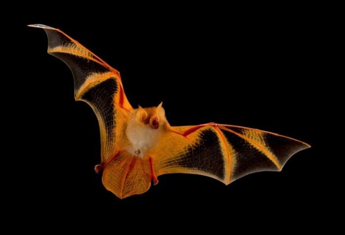 Украшенный гладконос: 5 граммов ярости. Крошечная летучая мышь размером с бабочку