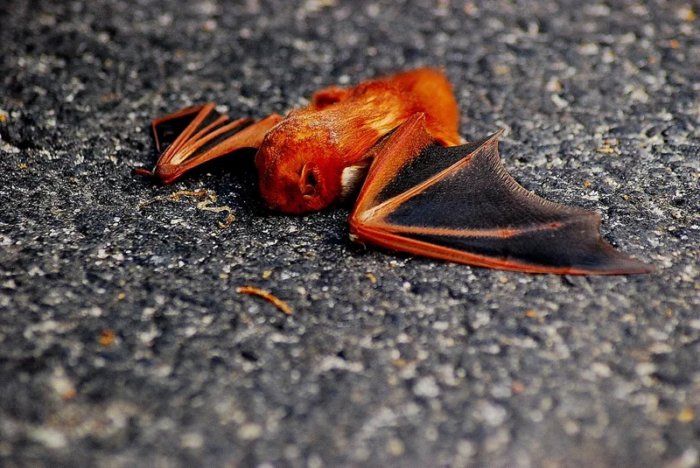 Украшенный гладконос: 5 граммов ярости. Крошечная летучая мышь размером с бабочку