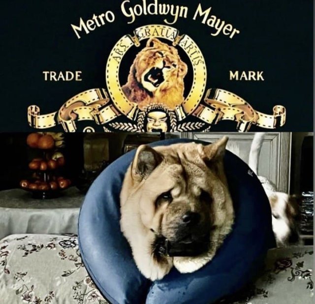 Шутки и мемы из Сети