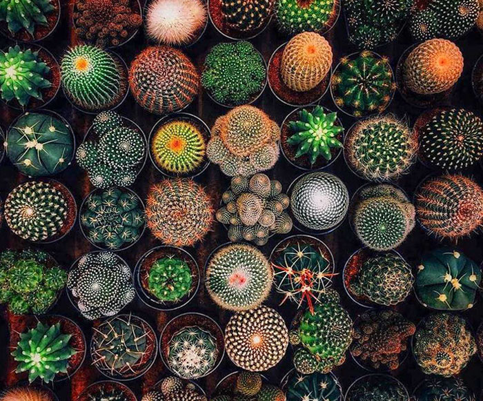 Bigpicture ru geometrical symmetry nature 17