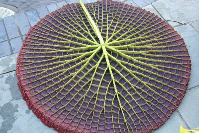 Bigpicture ru geometrical symmetry nature 20