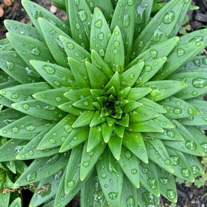Bigpicture ru geometrical symmetry nature 28