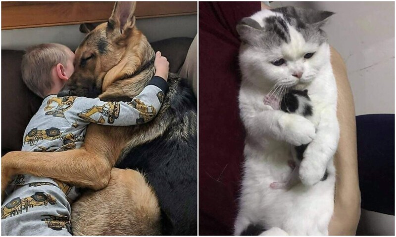 20+ добрых фото с животными, которые согревают душу