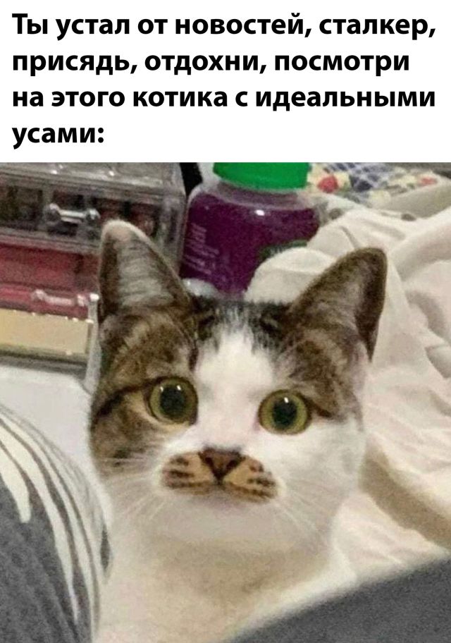 Смешные картинки 25 февраля 2022 года