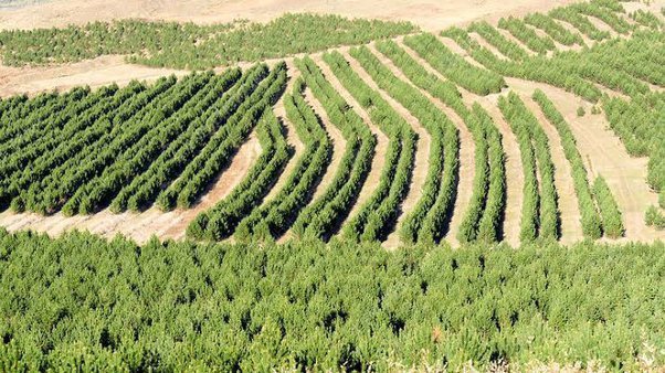 Как в Китае делают из бесплодной пустыни цветущие луга. Пошаговая инструкция