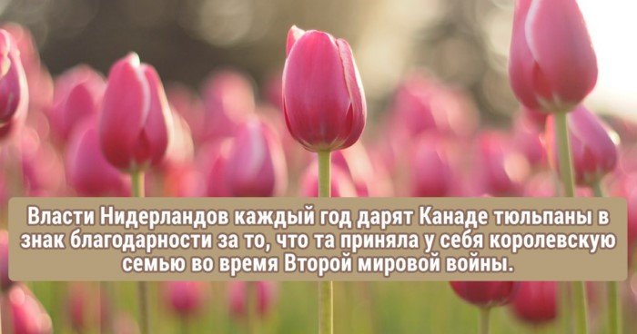 25 самых неожиданных проявлений доброты в мировой истории