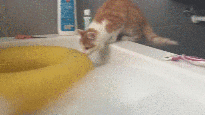 Интересные гифки 4 марта 2022 года