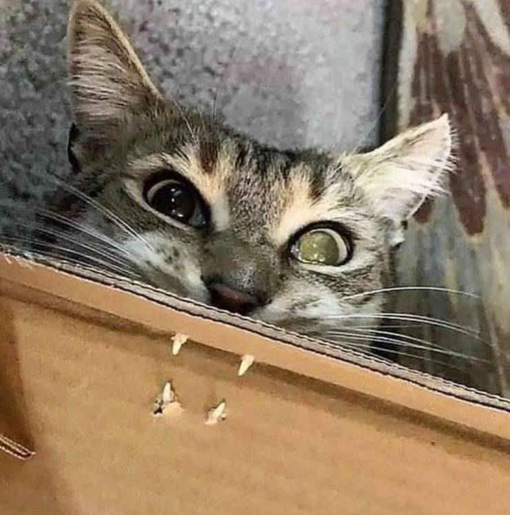 Смешные картинки 11 марта 2022 года