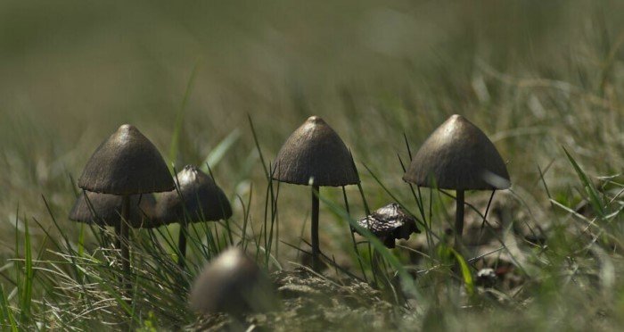 20+ захватывающих кадров из мира природы