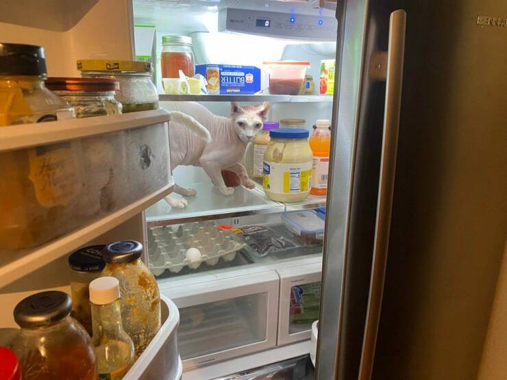 Смешные картинки 15 марта 2022 года