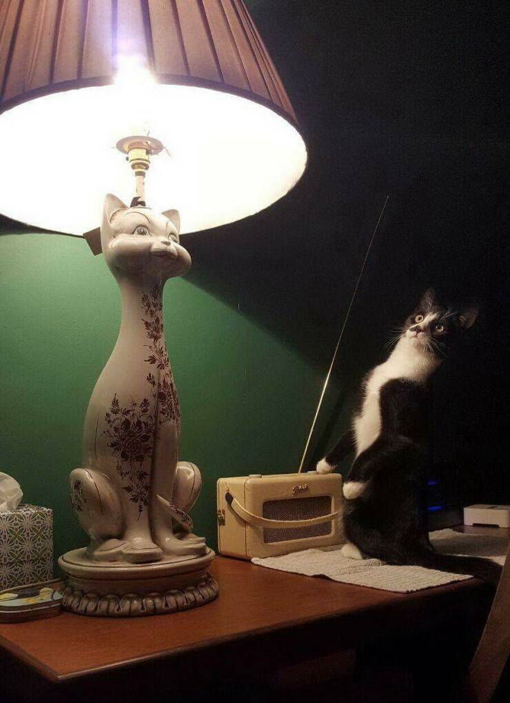 Смешные картинки 15 марта 2022 года