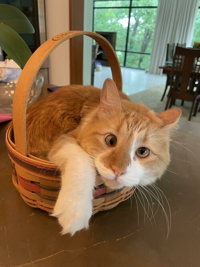 Какой очаровашка Какой очаровашка