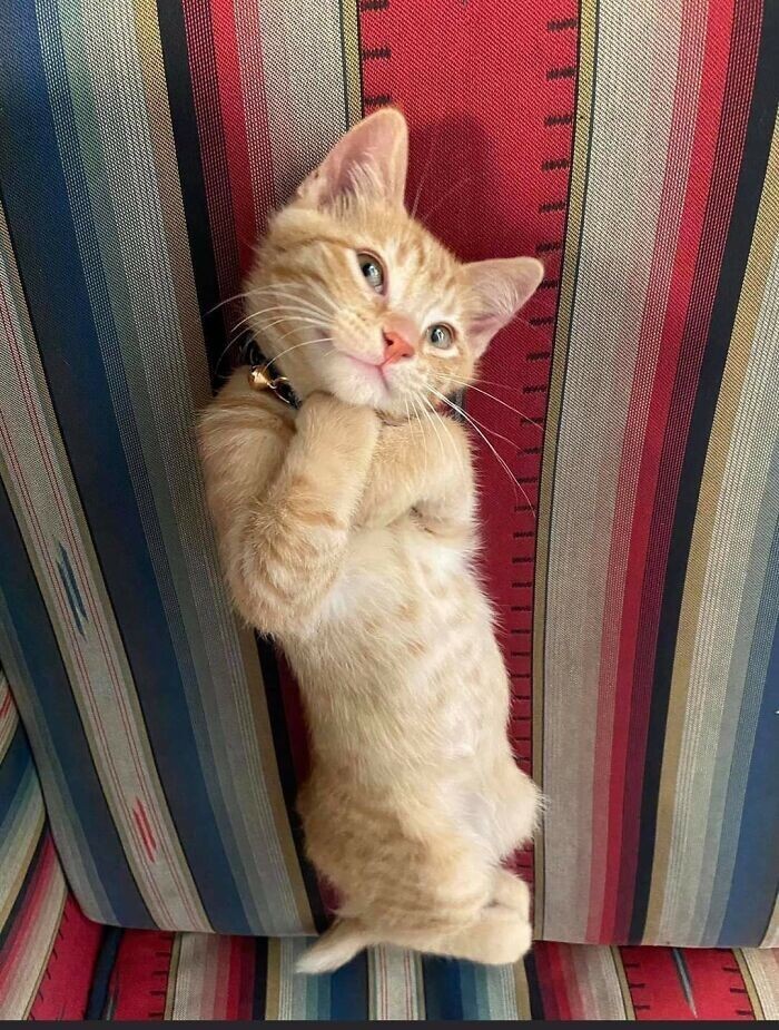 "Ну я же милый, правда?" "Ну я же милый, правда?"