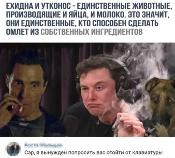 Смешные и познавательные картинки