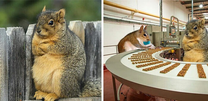 Недовольная белка Недовольная белка