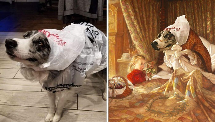 Пёс в "дождевике" из пакетов Пёс в "дождевике" из пакетов