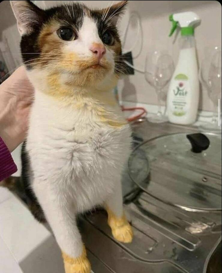 Смешные картинки 19 апреля 2022 года