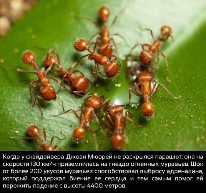 Краткие факты и интересные фотографии