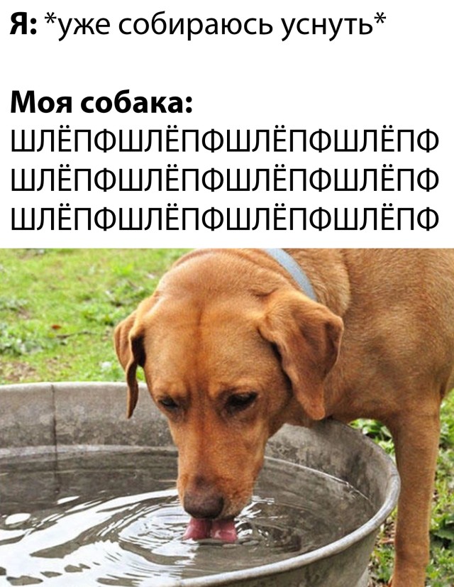 Смешные картинки 20 апреля 2022 года