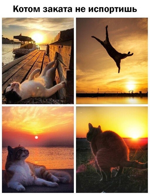 Смешные и познавательные картинки