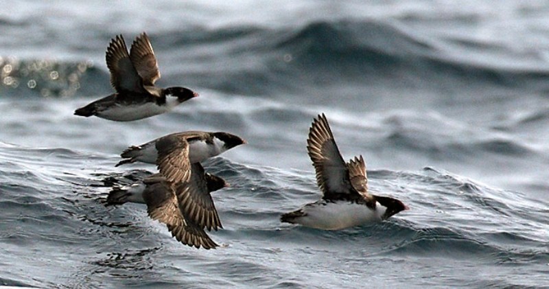 Bigpicture ru article starik foto 2 onbird.ru