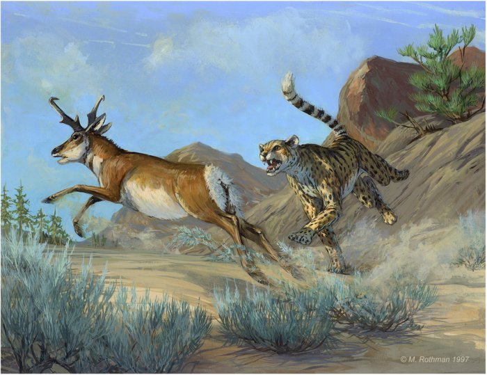 Мирациноникс: Гепард по-американски. Как ловкий и скоростной хищник выживал в мире гигантов ледникового периода