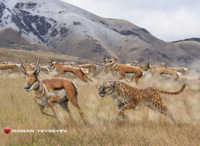 Мирациноникс: Гепард по-американски. Как ловкий и скоростной хищник выживал в мире гигантов ледникового периода