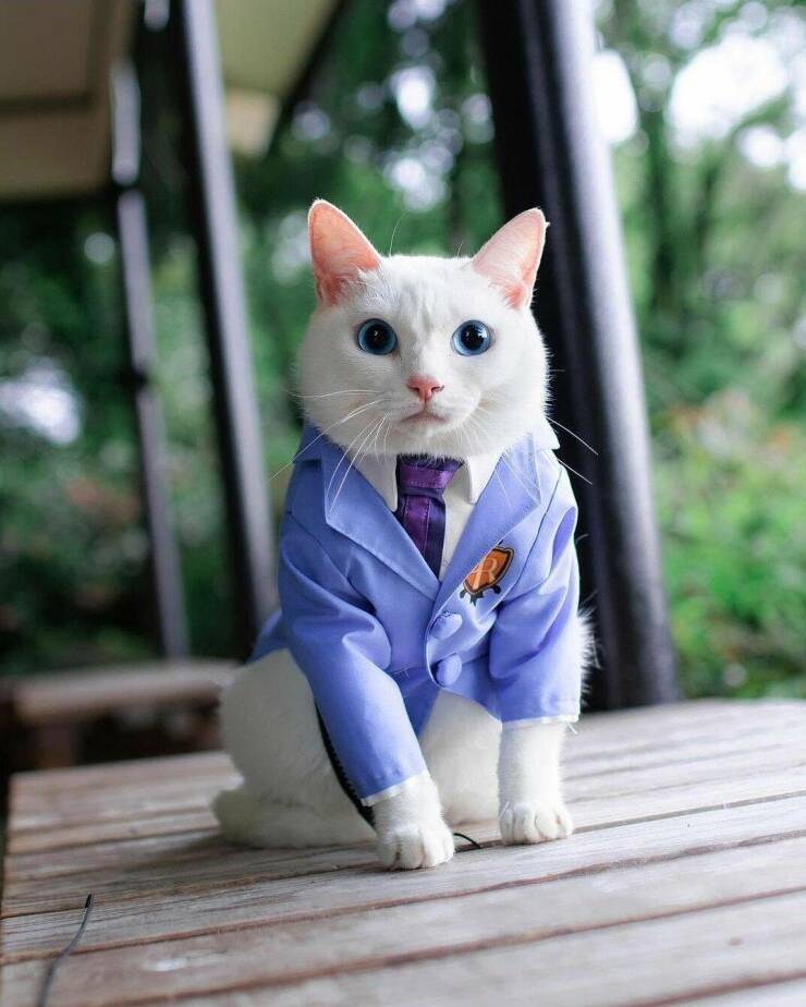 Смешные картинки 5 мая 2022 года