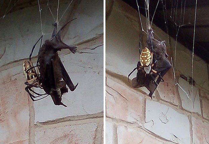 4. Огромный банановый паук (Argiope Aurantia) поймал ушана Таунсенда в свою паутину возле дома в Потите, штат Техас 4. Огромный банановый паук (Argiope Aurantia) поймал ушана Таунсенда в свою паутину возле дома в Потите, штат Техас