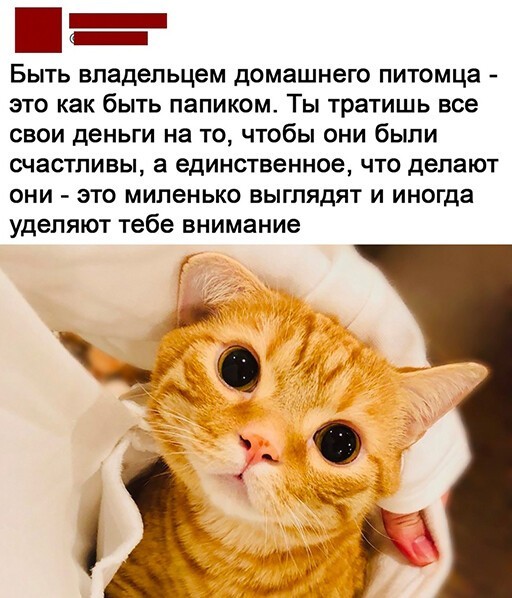 Смешные и познавательные картинки