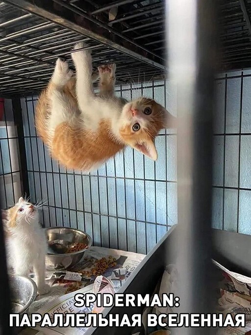 Смешные и познавательные картинки