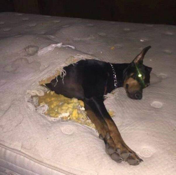 Смешные картинки 11 мая 2022 года