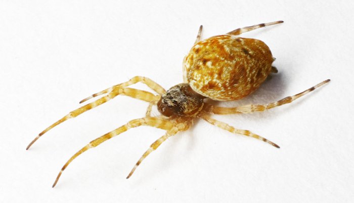 Филопонэлля проминэнс: Их самки настолько злые, что самцы от них катапультируются! Как и зачем они это делают? Филопонэлля проминэнс: Их самки настолько злые, что самцы от них катапультируются! Как и зачем они это делают?