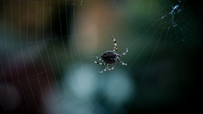 Филопонэлля проминэнс: Их самки настолько злые, что самцы от них катапультируются! Как и зачем они это делают? Филопонэлля проминэнс: Их самки настолько злые, что самцы от них катапультируются! Как и зачем они это делают?