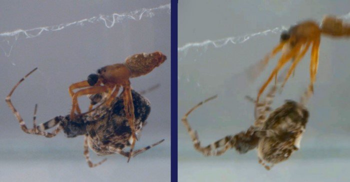 Филопонэлля проминэнс: Их самки настолько злые, что самцы от них катапультируются! Как и зачем они это делают? Филопонэлля проминэнс: Их самки настолько злые, что самцы от них катапультируются! Как и зачем они это делают?