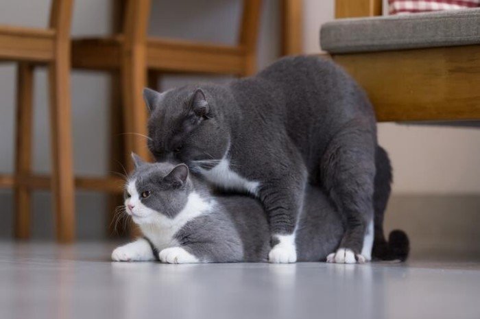 Правда о животных, которую вы не хотите знать