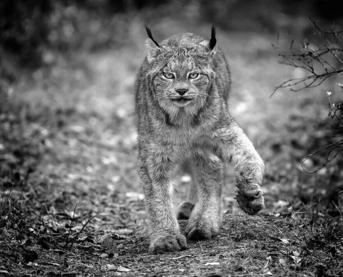 20+ лучших снимков с конкурса All About Photo Awards 2022