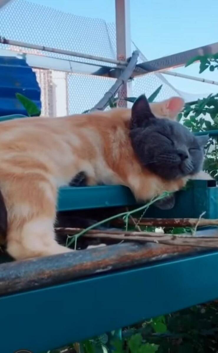 Смешные картинки 26 мая 2022 года