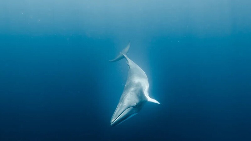 25 не слишком приятных фактов об океане