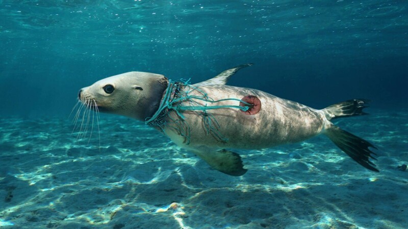 25 не слишком приятных фактов об океане