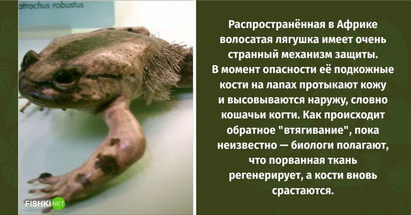В школе о таком не расскажут: 10 интересных фактов о лягушках
