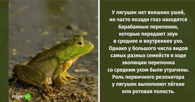 В школе о таком не расскажут: 10 интересных фактов о лягушках