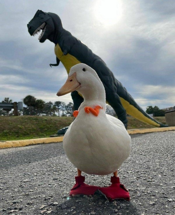 Фотоподборка
