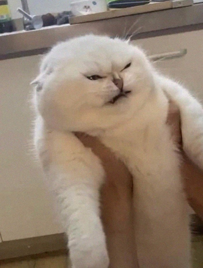 20 смешных кошачьих эмоций, в которых вы наверняка узнаете себя