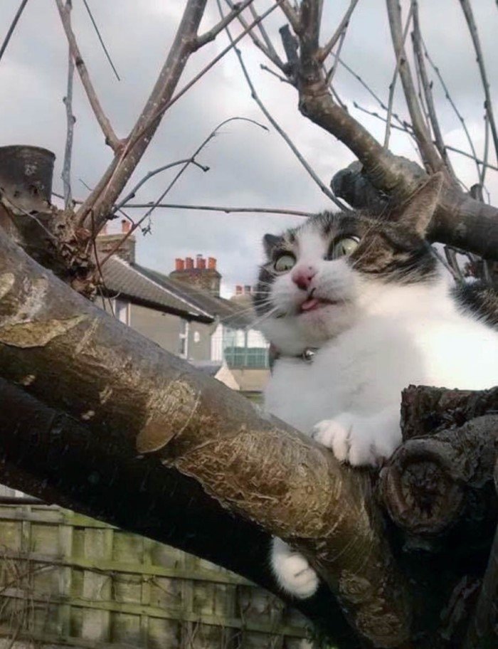 20 смешных кошачьих эмоций, в которых вы наверняка узнаете себя