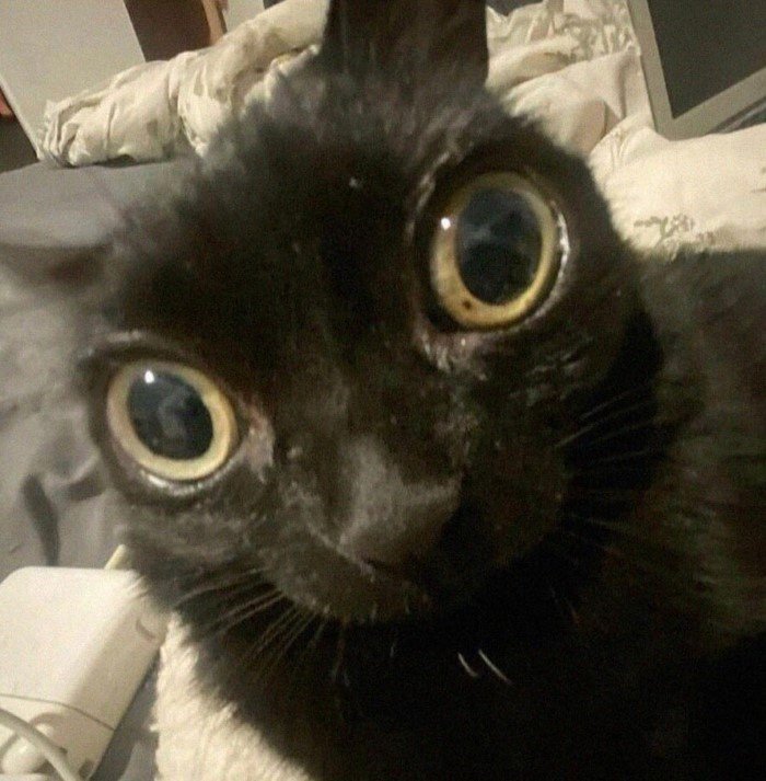 20 смешных кошачьих эмоций, в которых вы наверняка узнаете себя